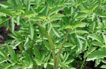 白芨種植發(fā)展前景怎么樣？